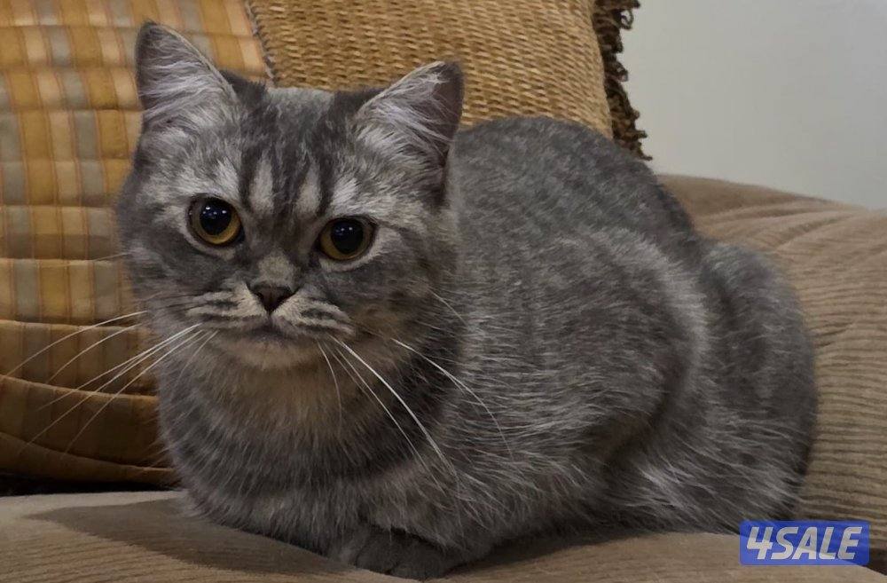 للتبني ثلاث قطط سكوتش2