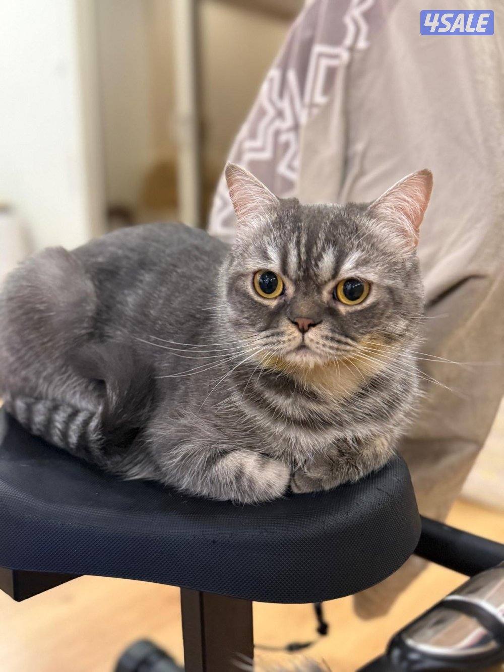 للتبني ثلاث قطط سكوتش3