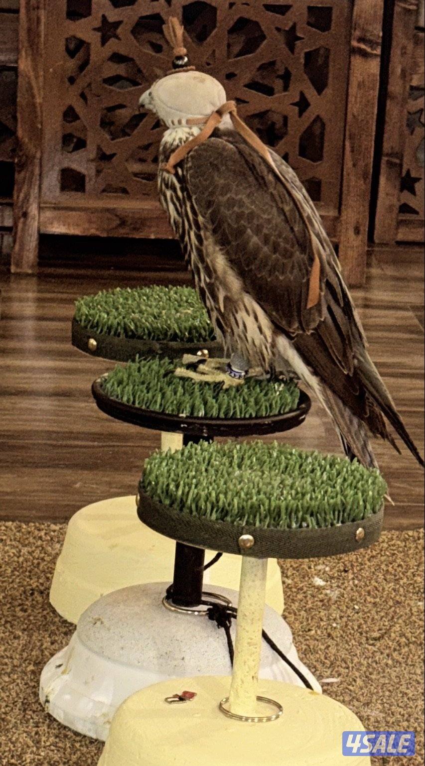 طير وكري قرناس راكد على التكايه0