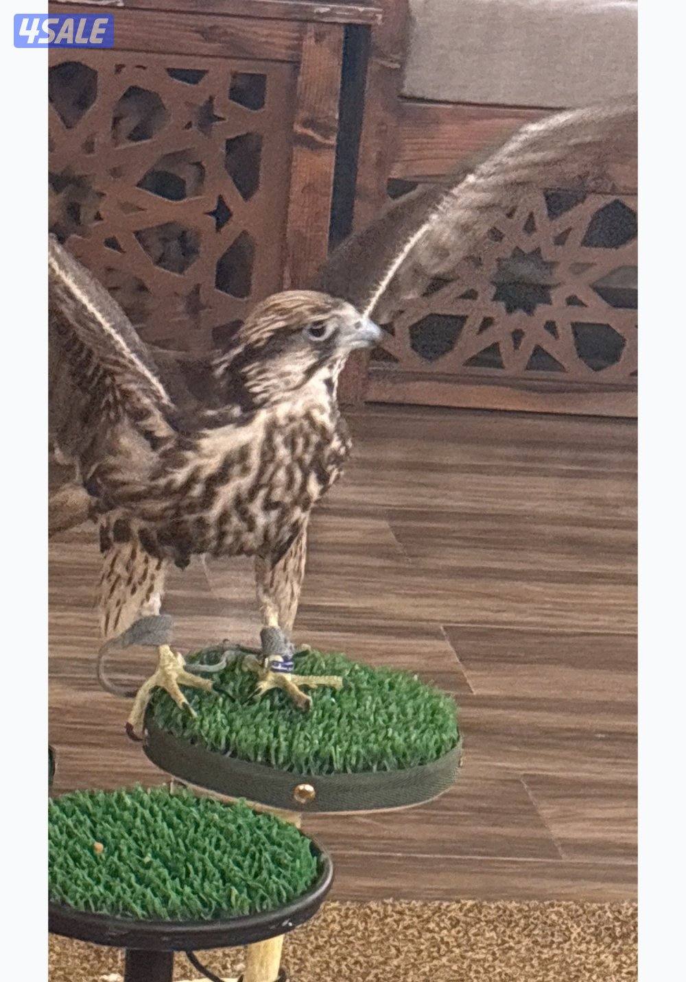 طير وكري قرناس راكد على التكايه2