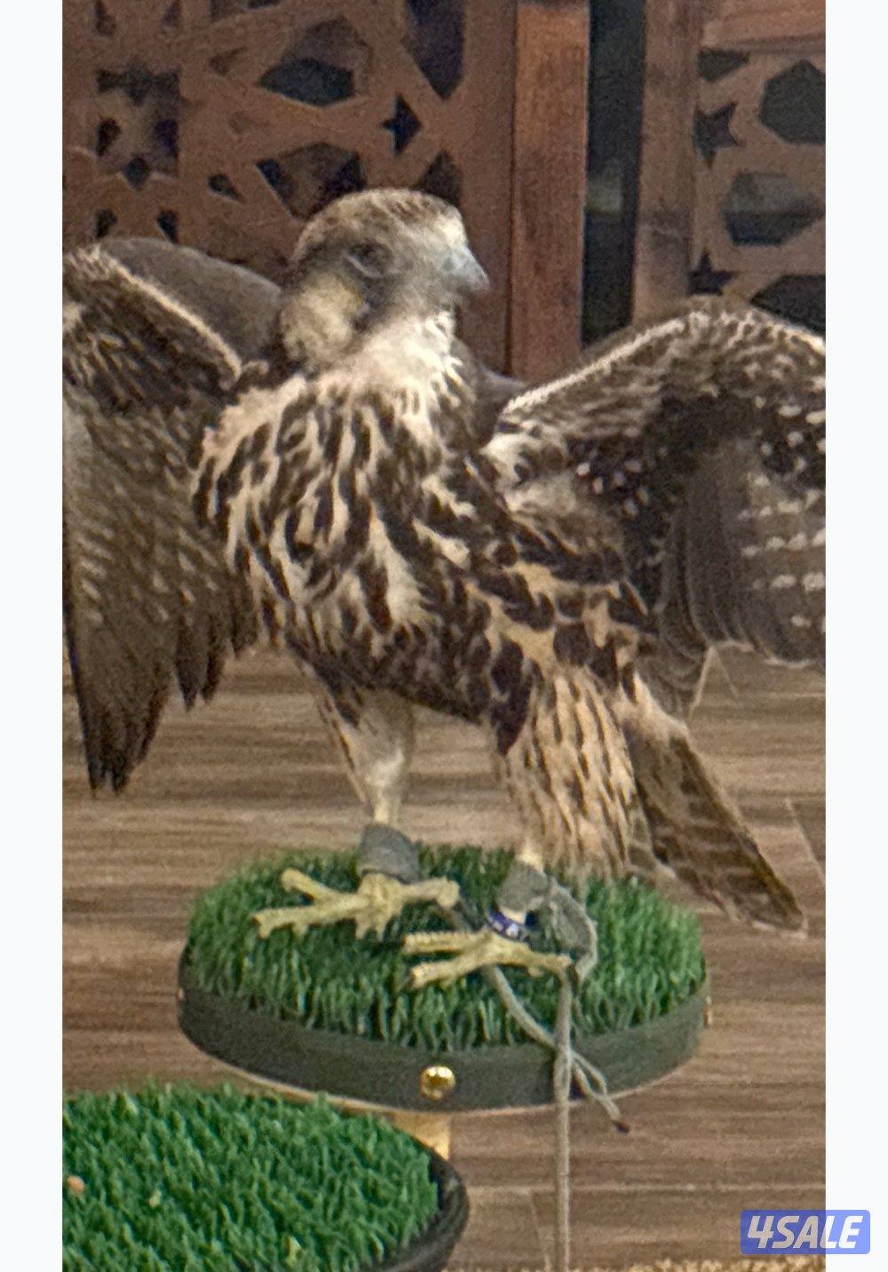 طير وكري قرناس راكد على التكايه3