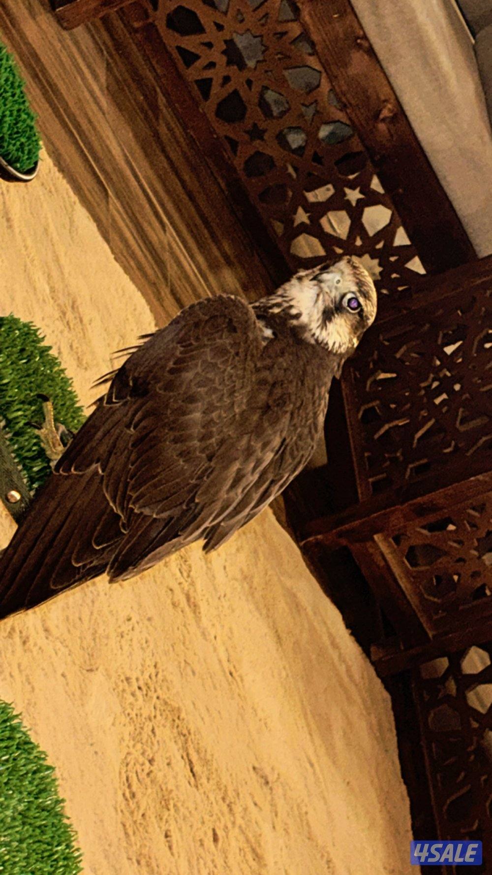 طير وكري قرناس راكد على التكايه4