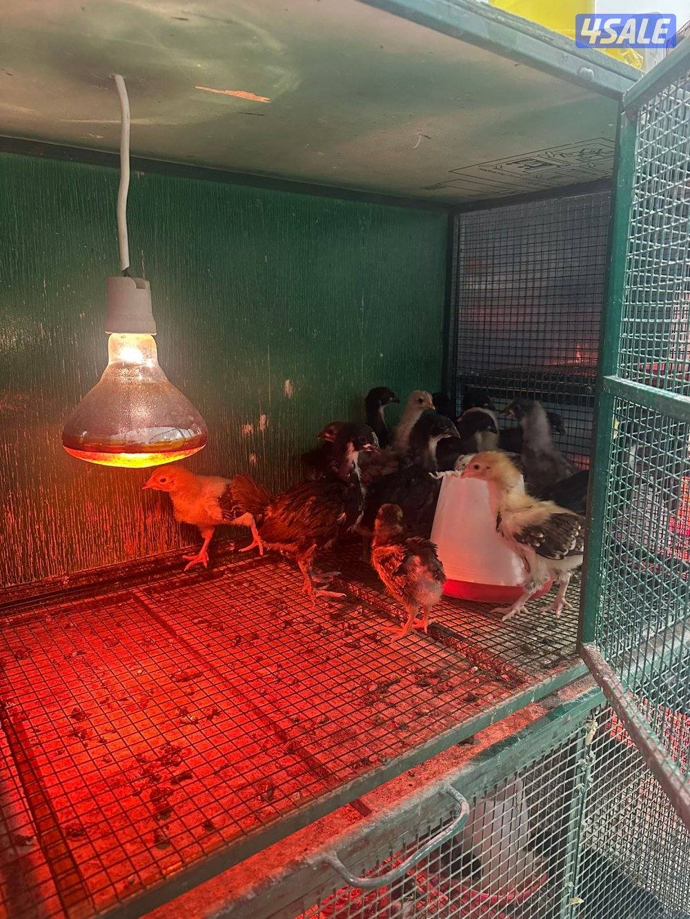 فروخ دجاج ساسكس سترالوب1