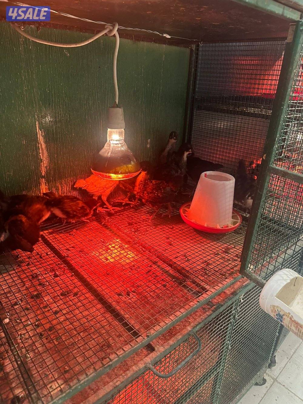 فروخ دجاج ساسكس سترالوب3