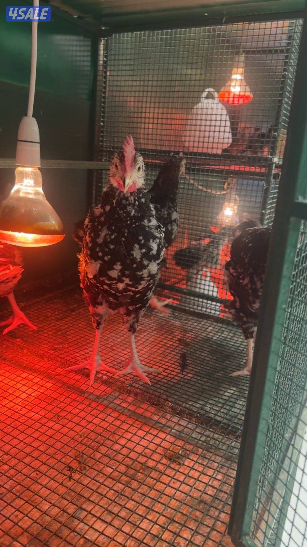 فروخ دجاج ساسكس سترالوب4