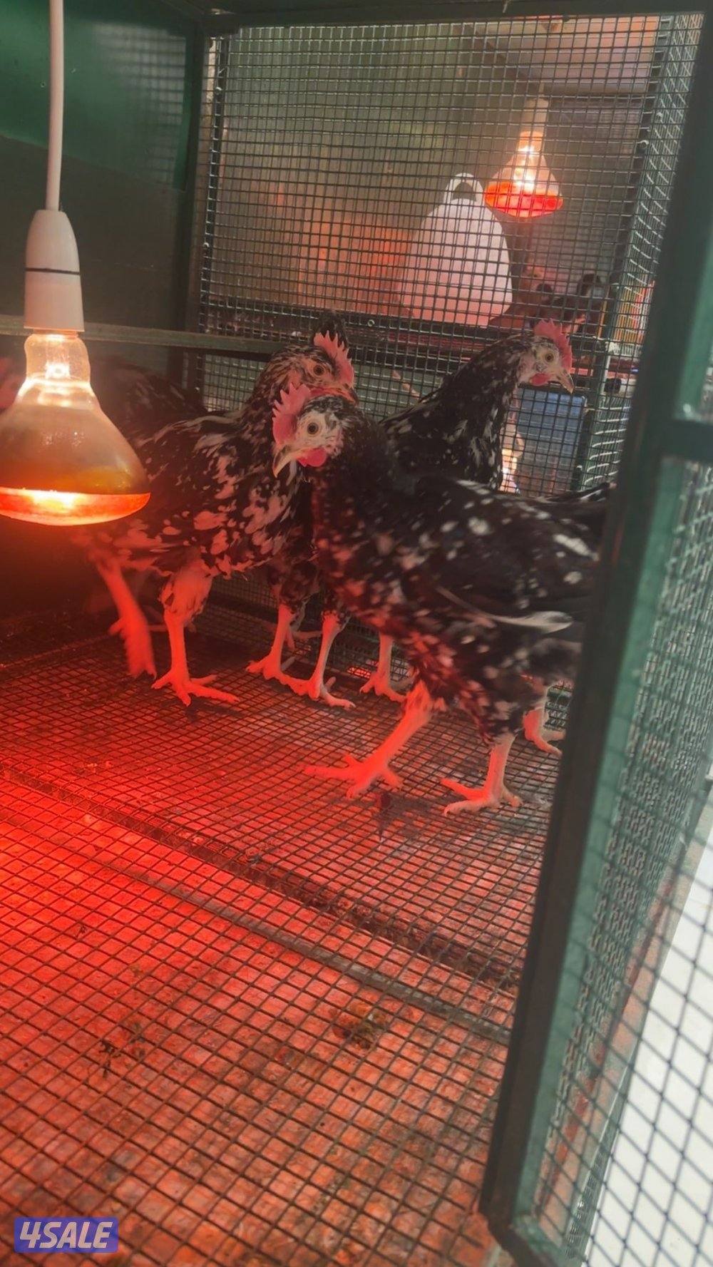 فروخ دجاج ساسكس سترالوب6