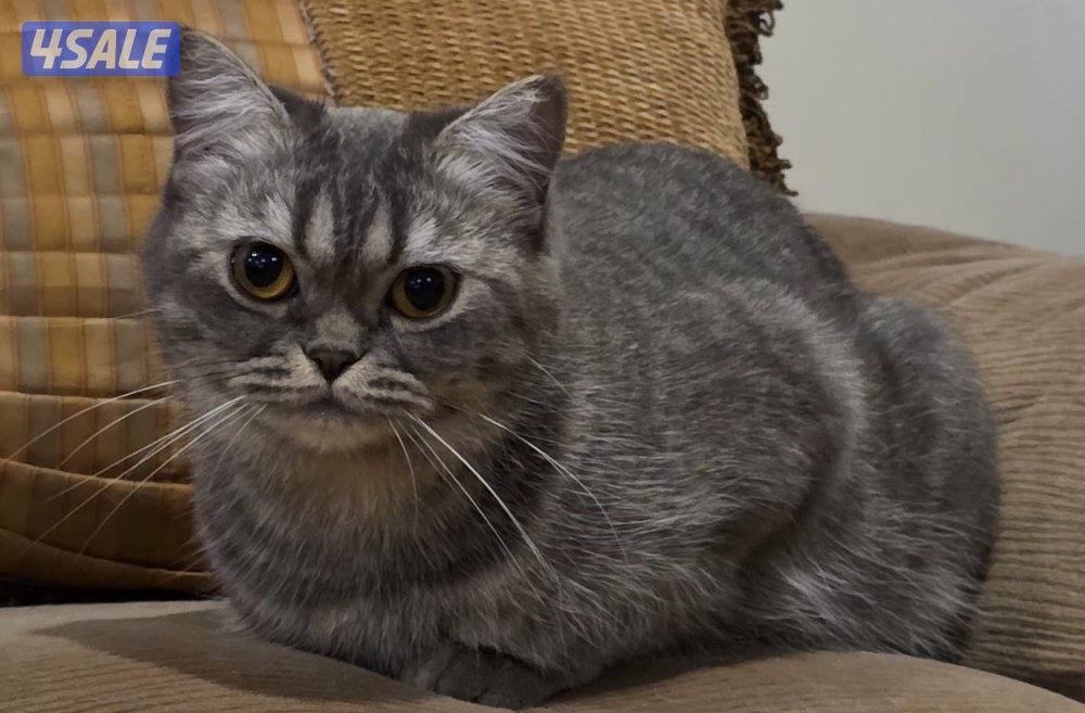 قطط للتبني السبب ان ما يجوز بيع القطط0