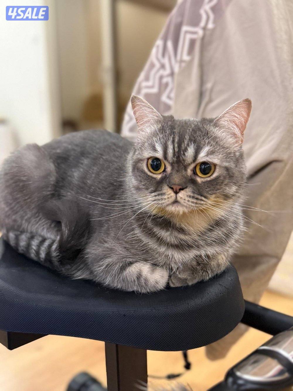 قطط للتبني السبب ان ما يجوز بيع القطط2