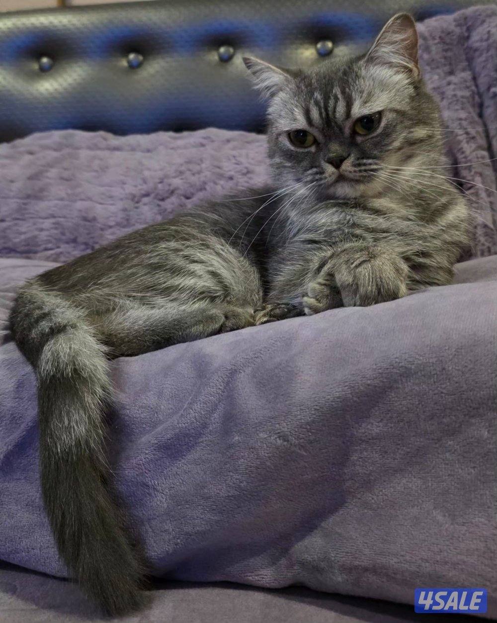 قطط للتبني السبب ان ما يجوز بيع القطط3