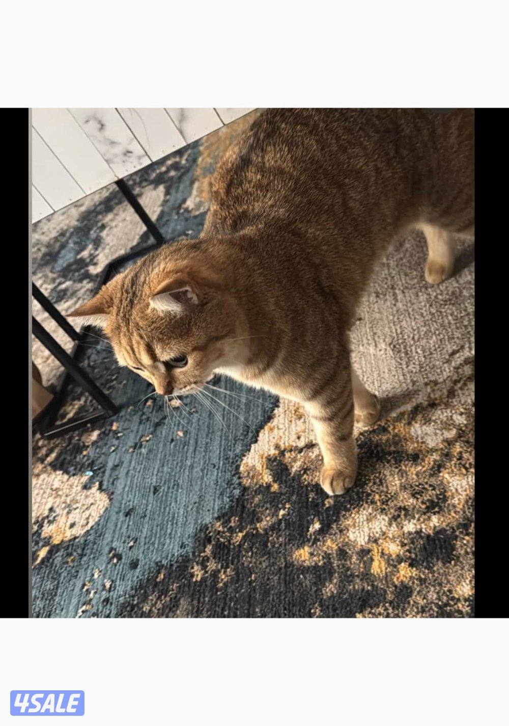 سكوتش ستريت نظيفه هاديه وايد الي يبي يتصل على الرقم واتساب0