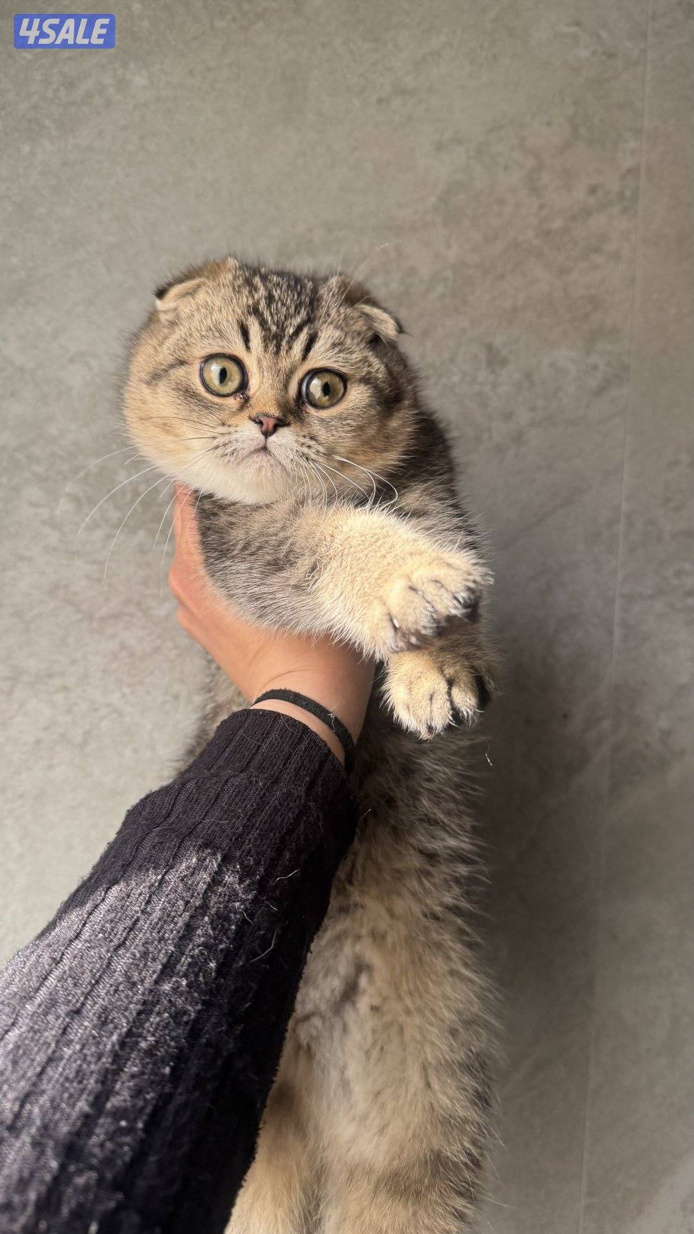 للبيع كتنز سكوتش فولد بيور مستوى فاخر5