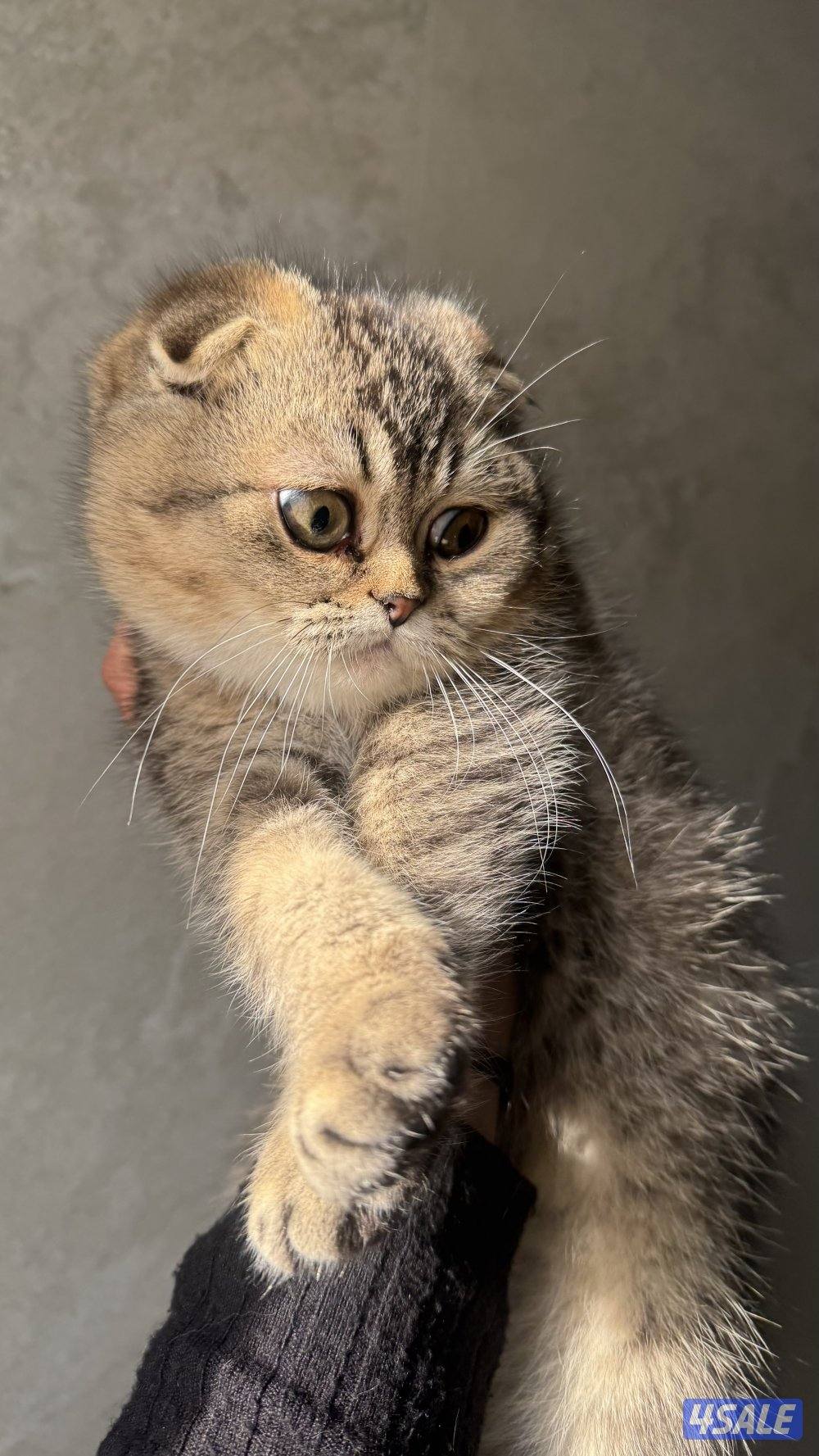 للبيع كتنز سكوتش فولد بيور مستوى فاخر6