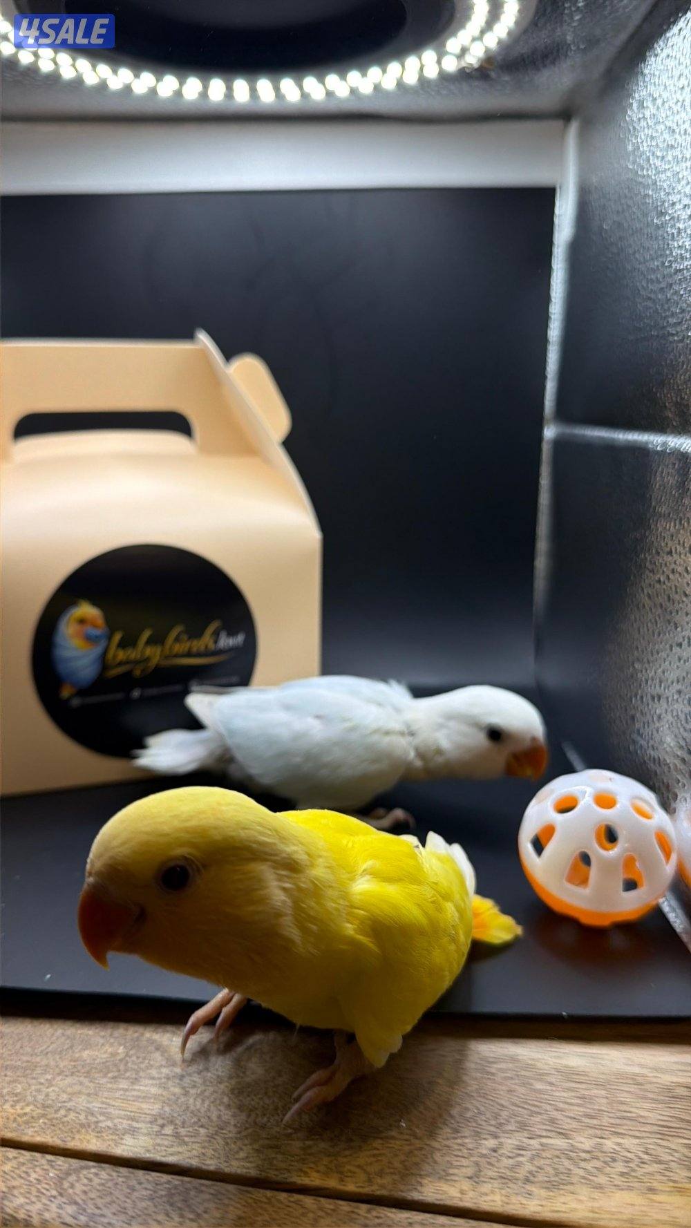 فروخ لوفبيرد نهايه عس0