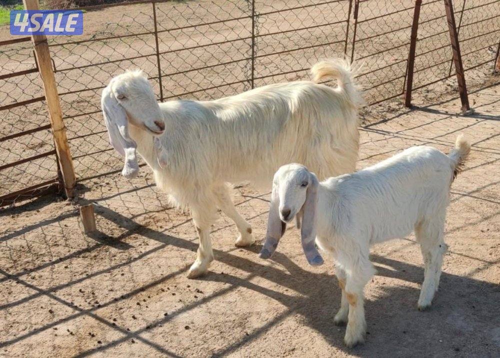 مزرعة فيحان الزعبي - متفرع من شارع الفلاح0