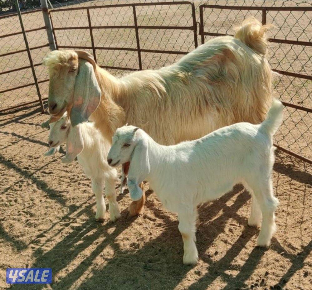 مزرعة فيحان الزعبي - متفرع من شارع الفلاح1