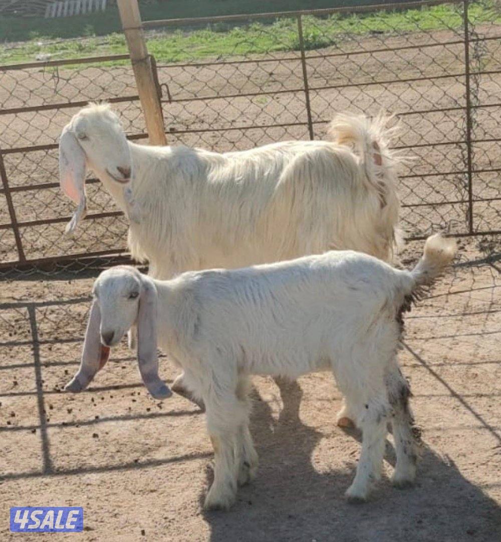 مزرعة فيحان الزعبي - متفرع من شارع الفلاح3