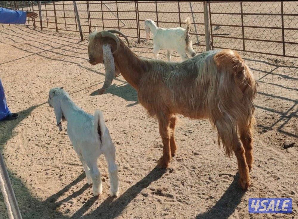 مزرعة فيحان الزعبي - متفرع من شارع الفلاح2