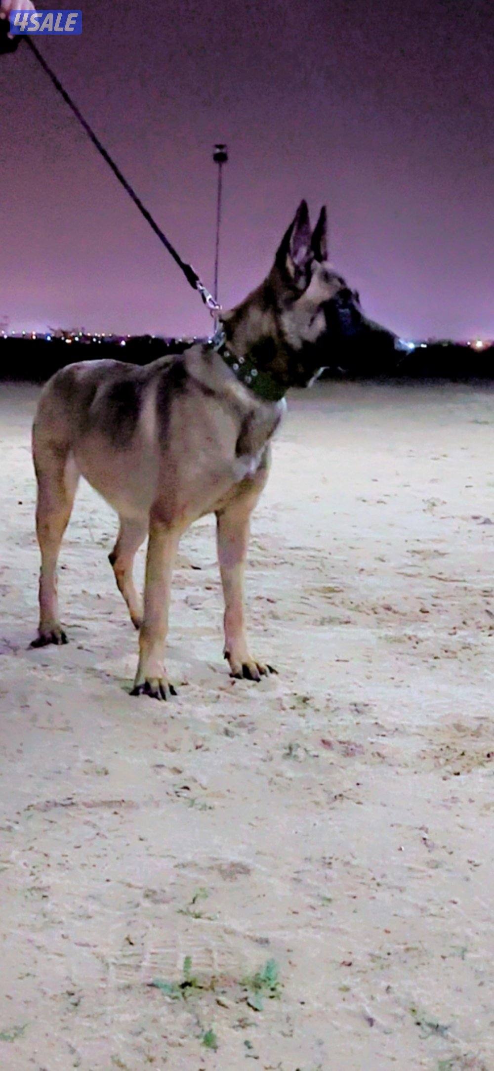 للبيع نثيه مالينو فل أوامر بيعه سريعه0