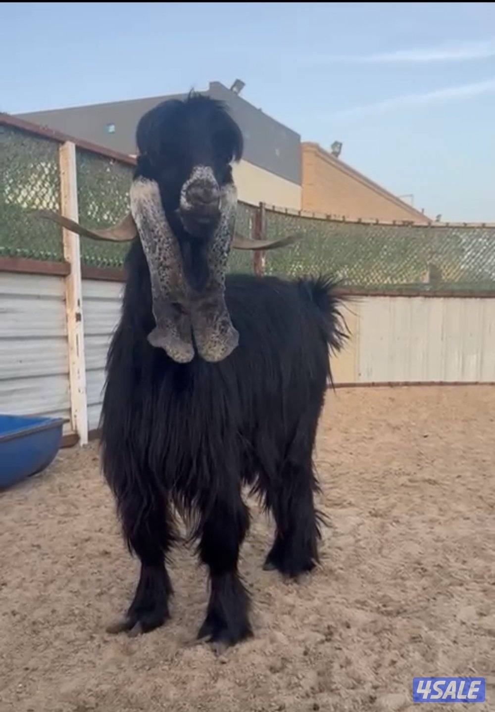 ثني عارضي اربش طيب0