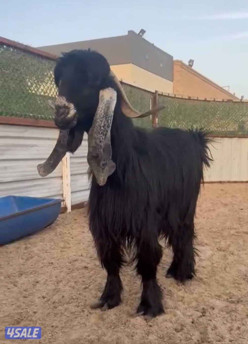 ثني عارضي اربش طيب3