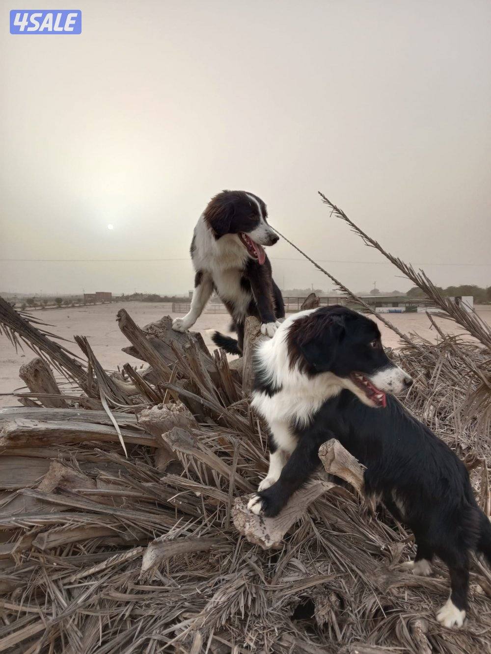 Border Collie Puppies for Sale0