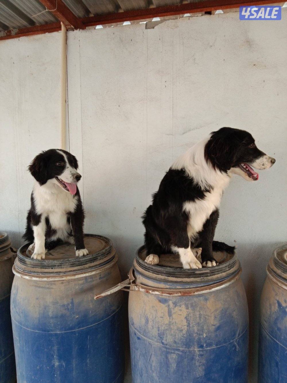 Border Collie Puppies for Sale1