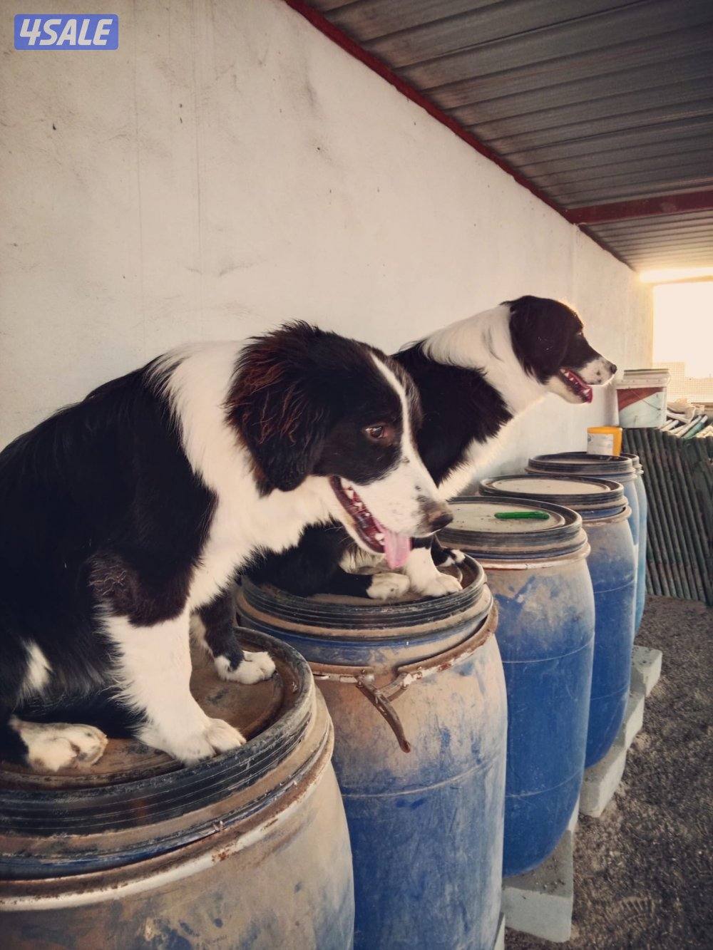 Border Collie Puppies for Sale2