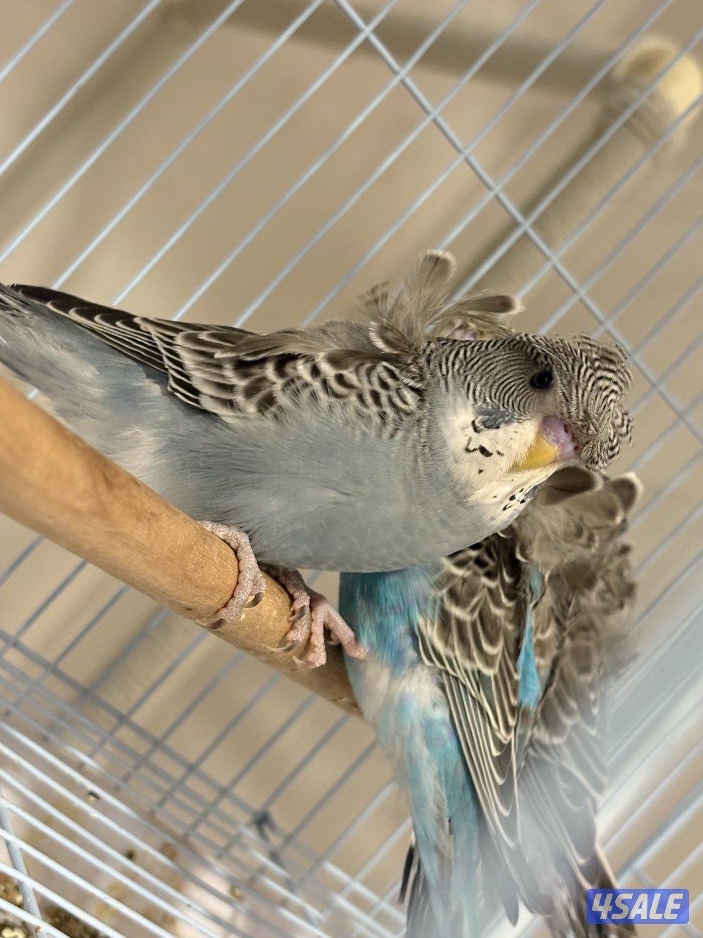 طيور بادجي ( حب ) هوقو ربوه / فروخ / افحل مميز1