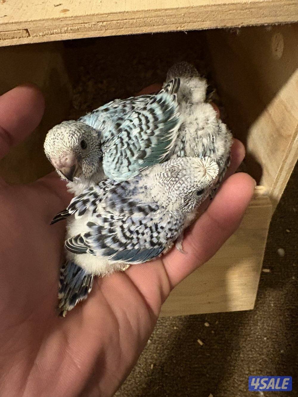 طيور بادجي ( حب ) هوقو ربوه / فروخ / افحل مميز2