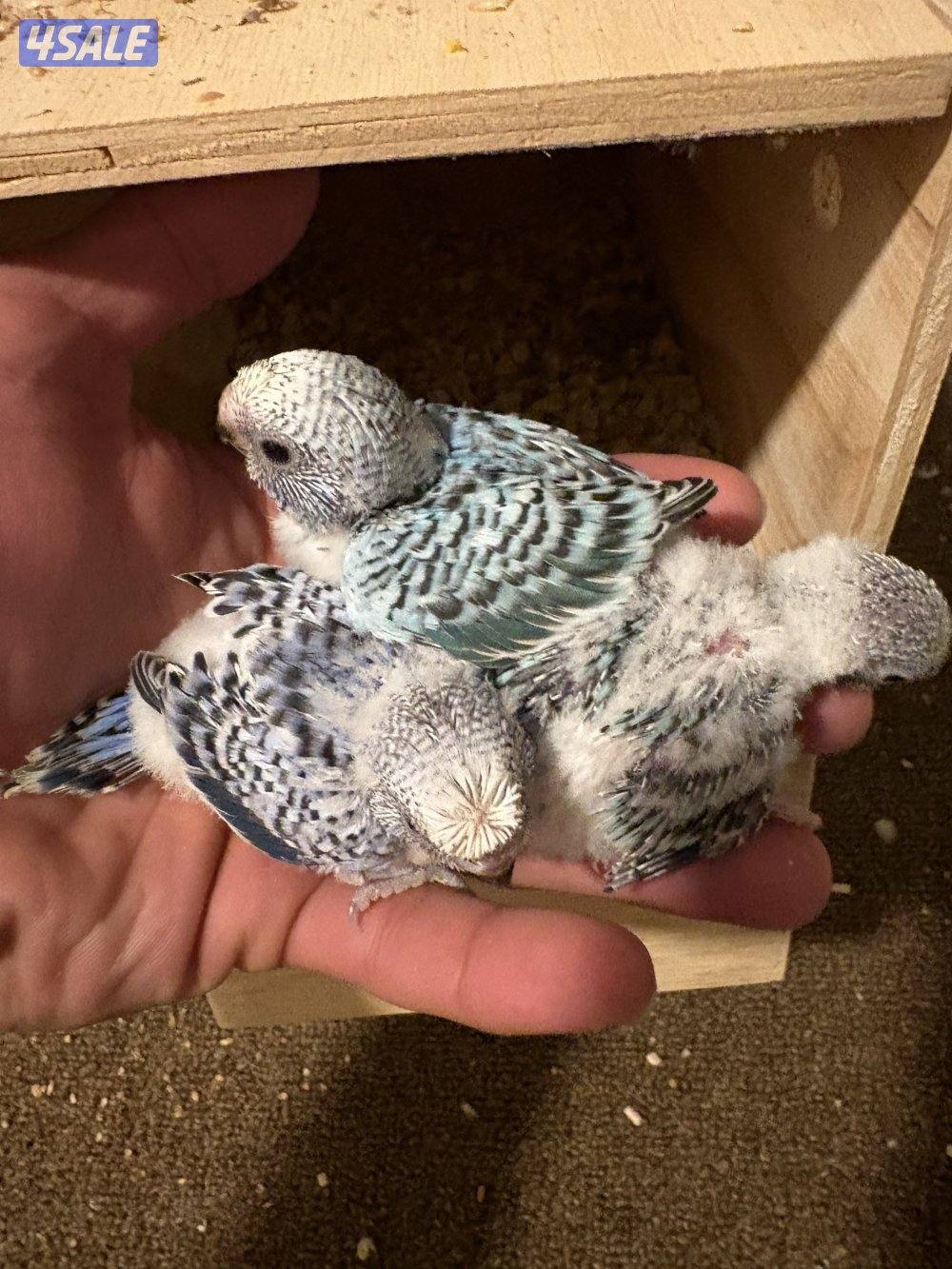 طيور بادجي ( حب ) هوقو ربوه / فروخ / افحل مميز3