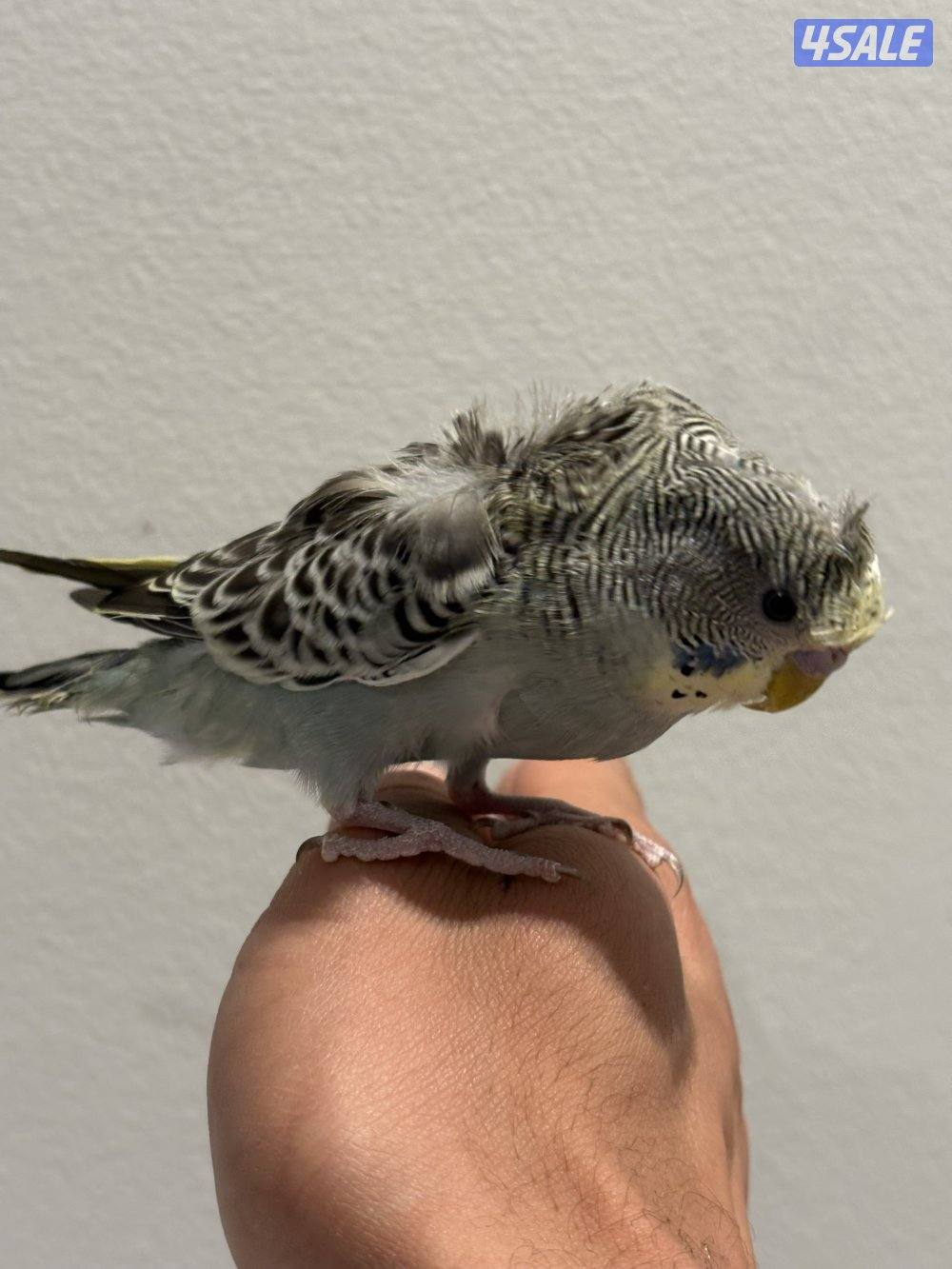 طيور بادجي ( حب ) هوقو ربوه / فروخ / افحل مميز4