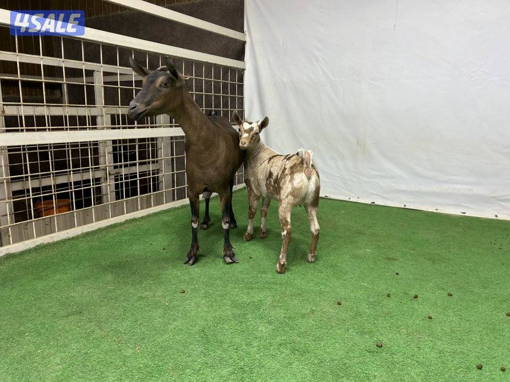 عنز بربريه دبسه مطفل تحتهاجفره الاب يرجع ولد مرسوم0