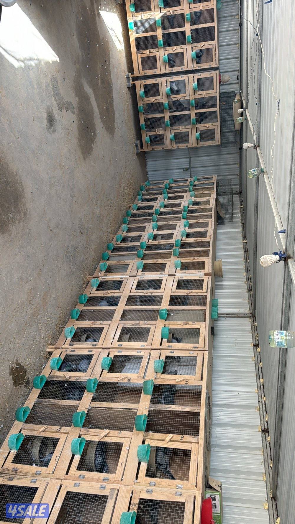 ازواج زاجل وطبات انتاجهم0