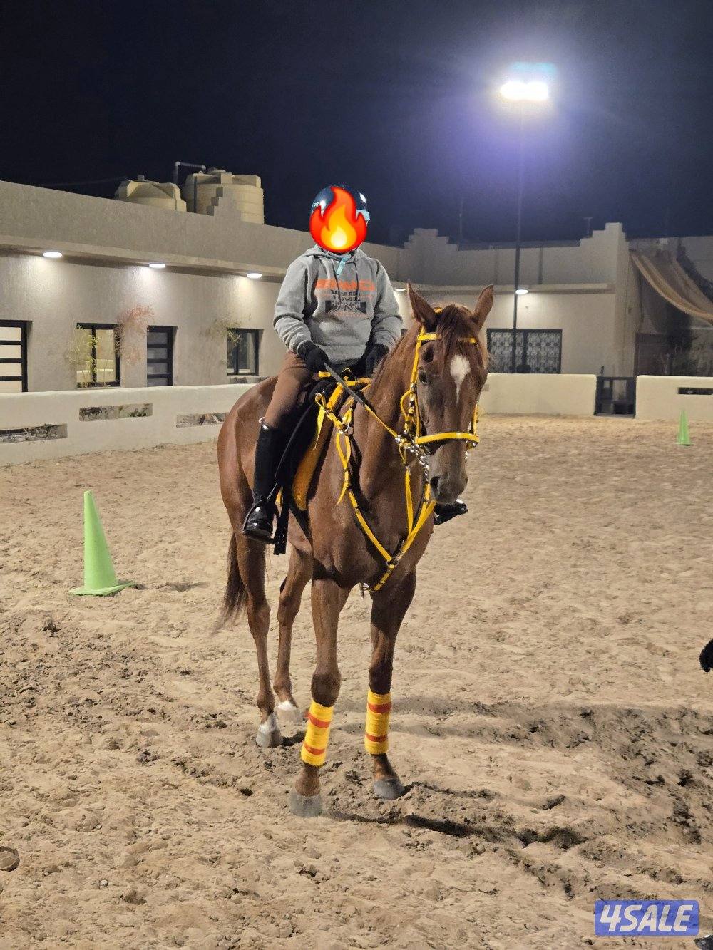 للبيع فرس انجليزيه ٥ سنوات0