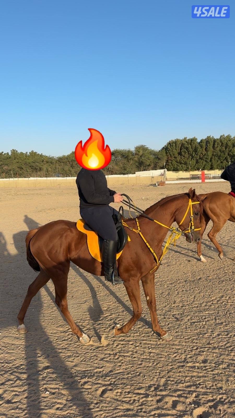 للبيع فرس انجليزيه ٥ سنوات1