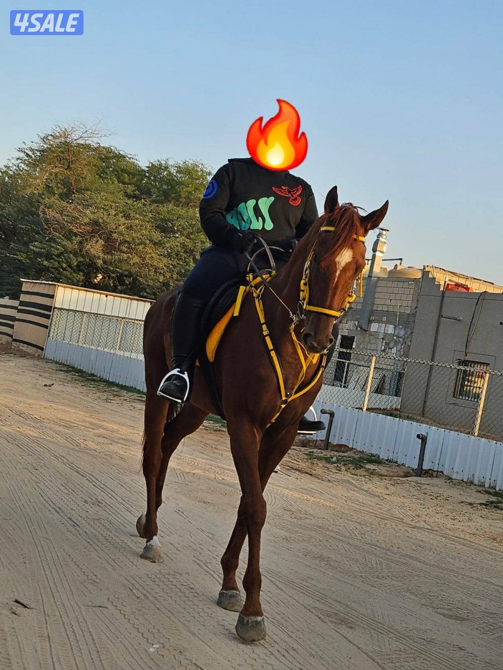 للبيع فرس انجليزيه ٥ سنوات2