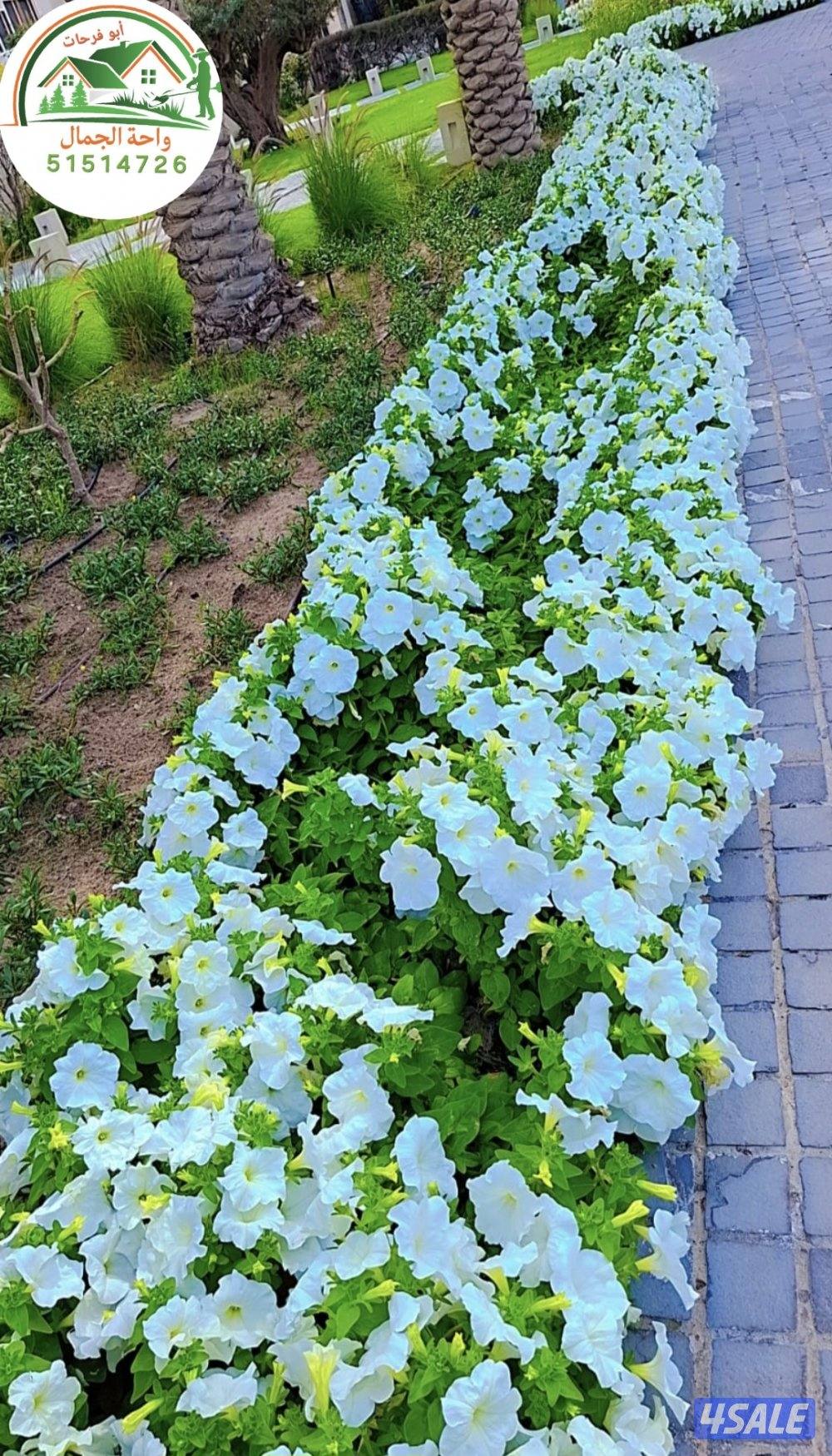 Garden landscaping تنسيق حدائق زراعه الأشجار والورود تجهيزات رمضان زرا6