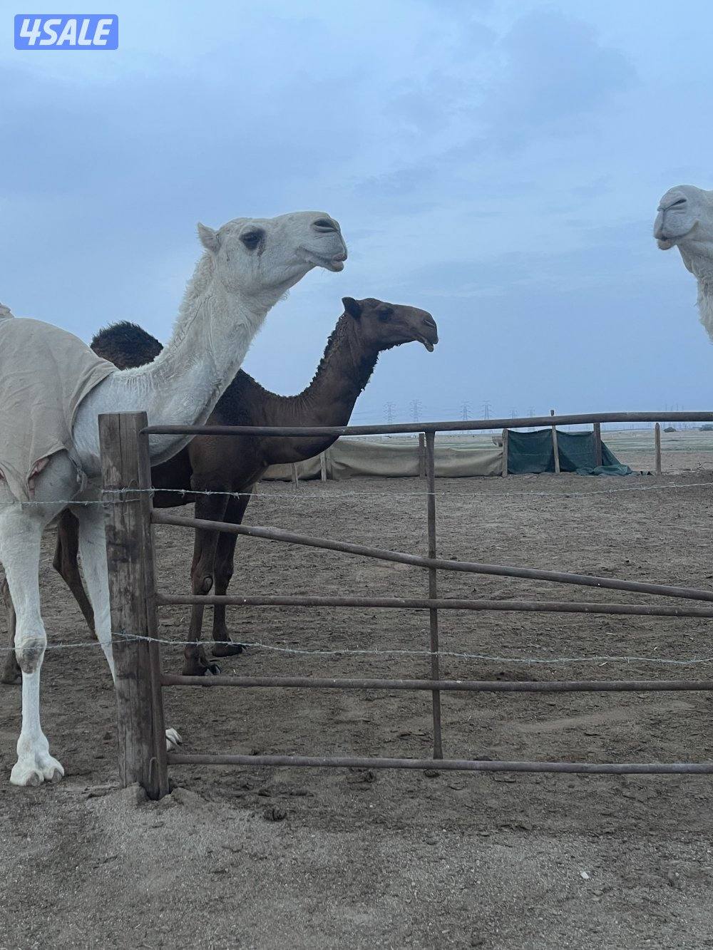 لبيع وضحه لقحه قريب ولده بكر طيبة0