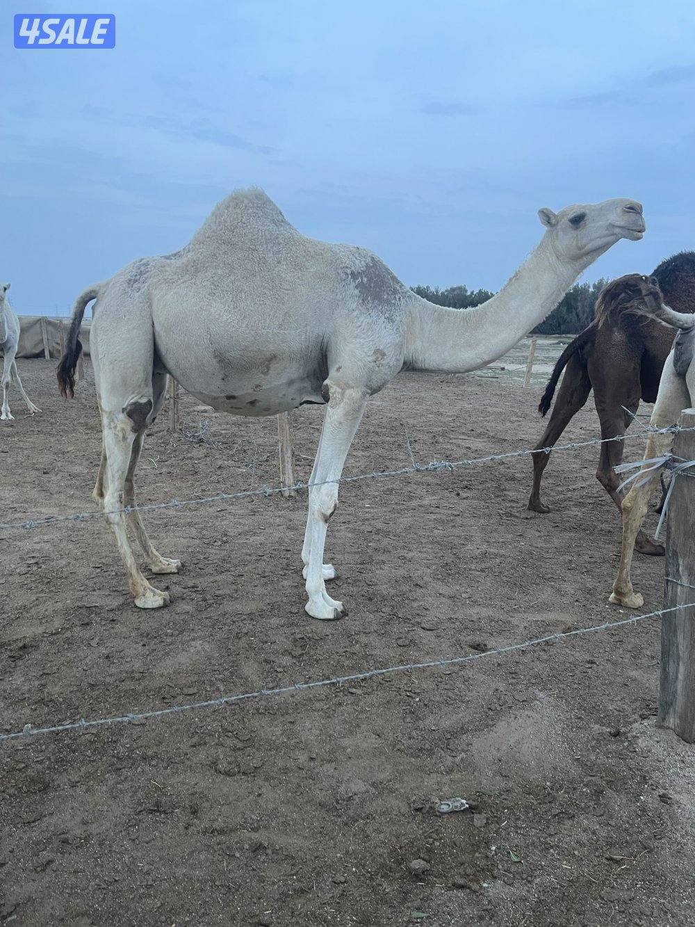 لبيع وضحه لقحه قريب ولده بكر طيبة1