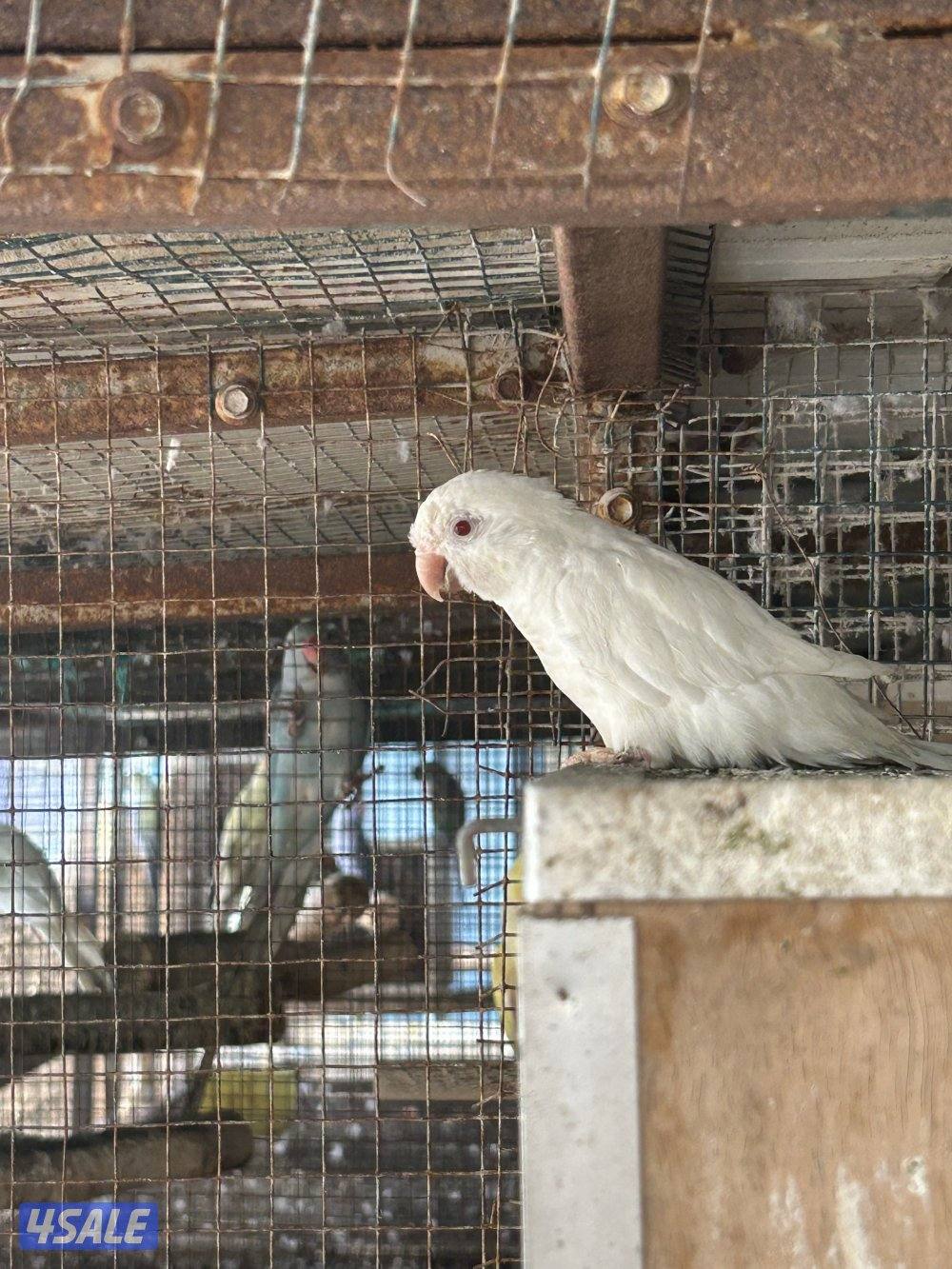 للبيع افحل بيبي متوه وطيور بادجي مع فروخهم وحبة كنيور اللبينو0