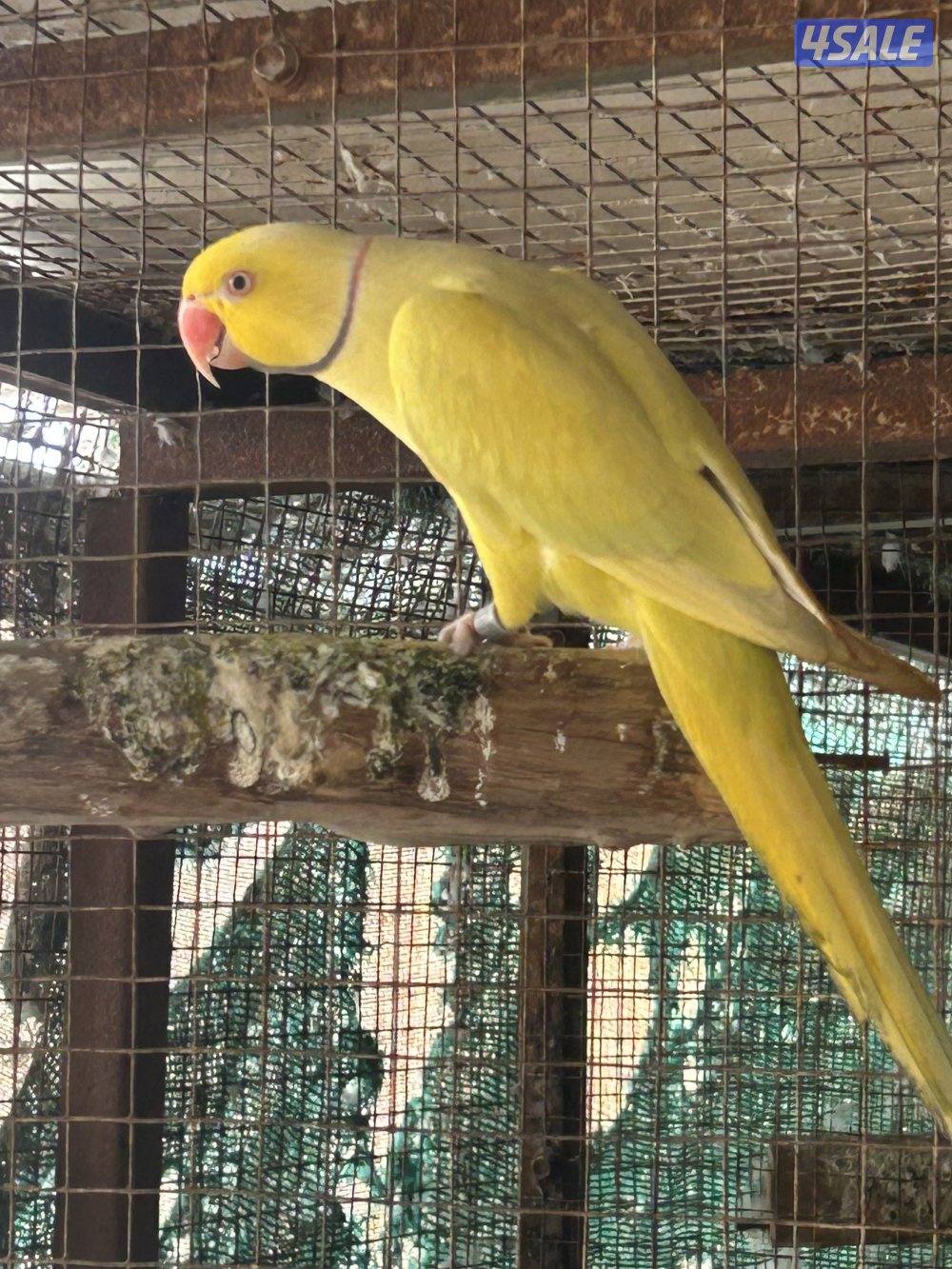 للبيع افحل بيبي متوه وطيور بادجي مع فروخهم وحبة كنيور اللبينو1