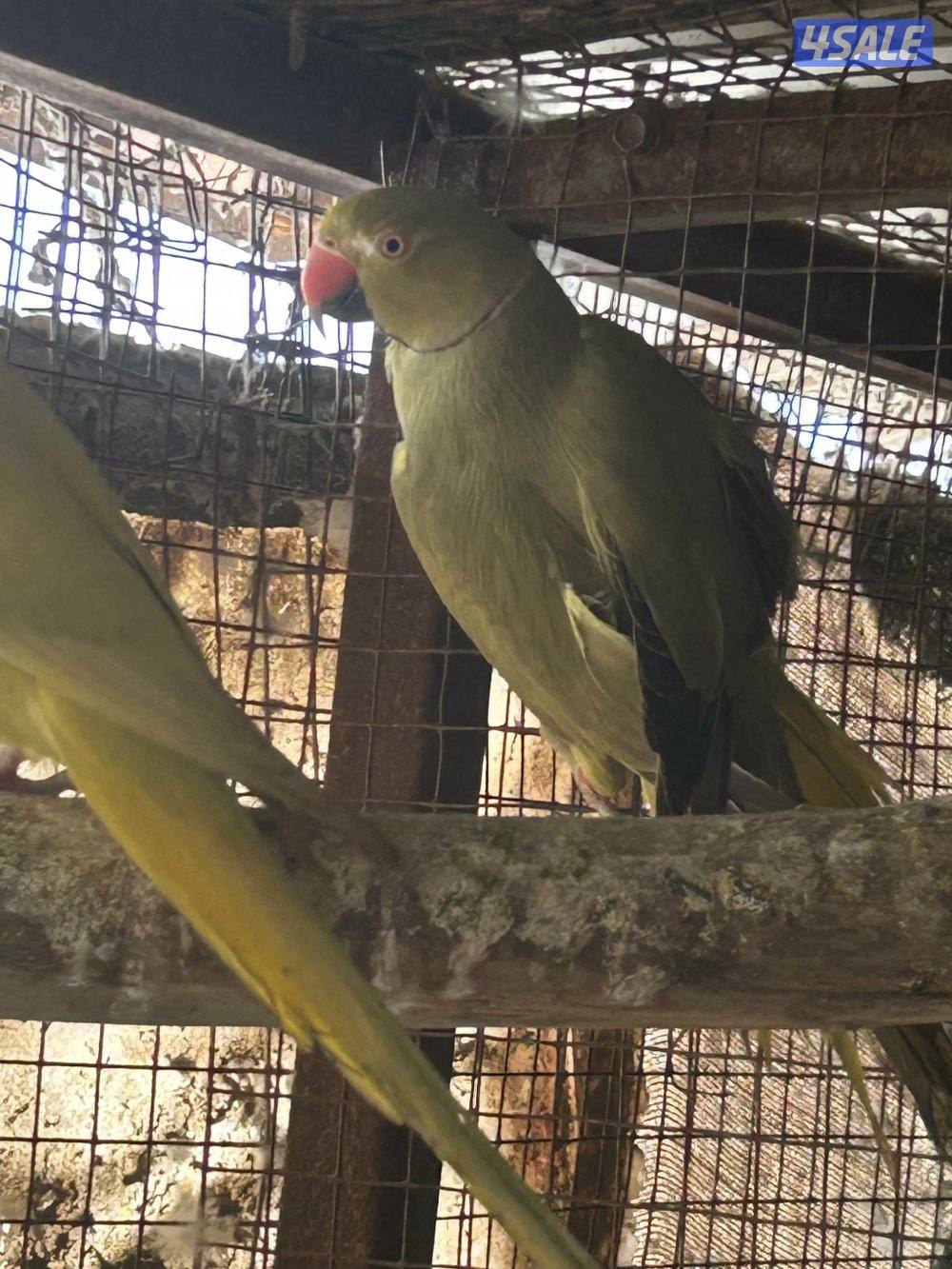 للبيع افحل بيبي متوه وطيور بادجي مع فروخهم وحبة كنيور اللبينو2