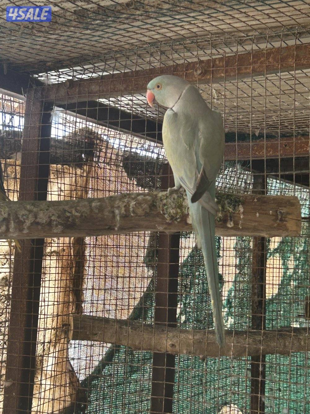 للبيع افحل بيبي متوه وطيور بادجي مع فروخهم وحبة كنيور اللبينو3