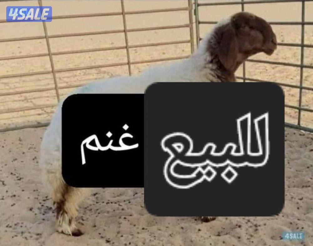 نشتري غنم ومعزا العدد مفتوح ودفع كاش0