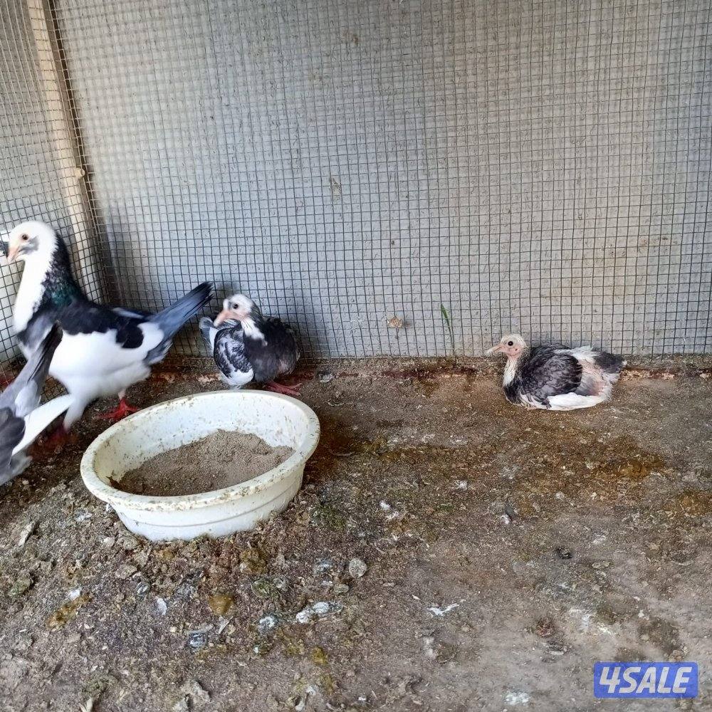 للبيع 16 زوج لاحم الوزان0