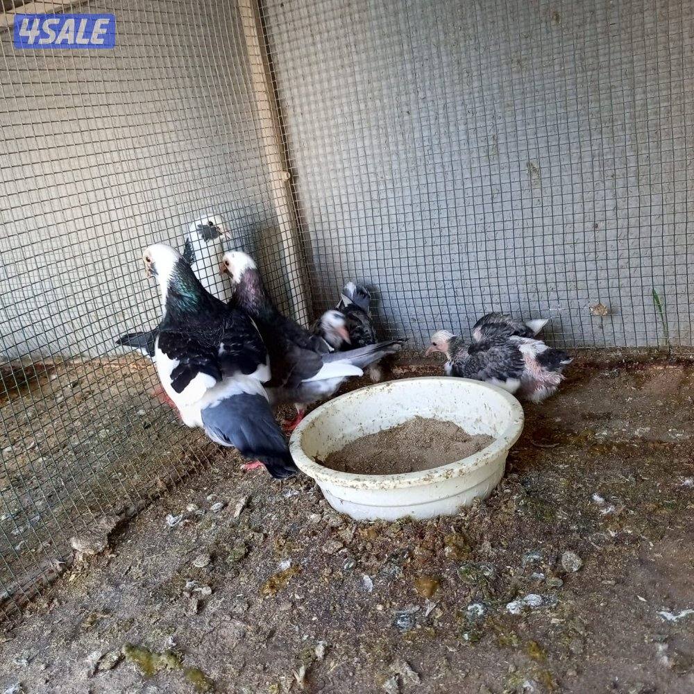 للبيع 16 زوج لاحم الوزان1