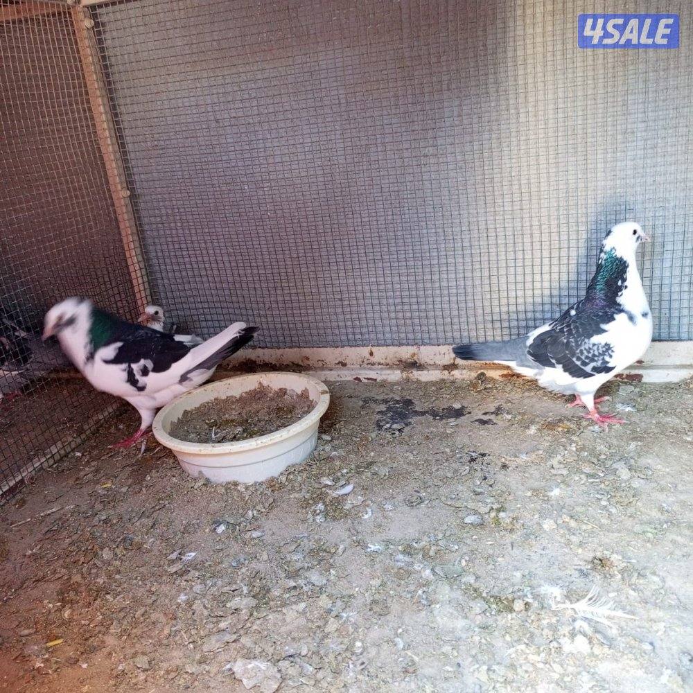 للبيع 16 زوج لاحم الوزان3