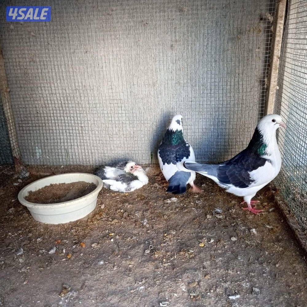 للبيع 16 زوج لاحم الوزان2