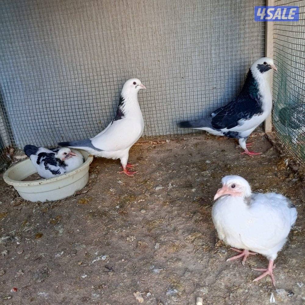 للبيع 16 زوج لاحم الوزان4