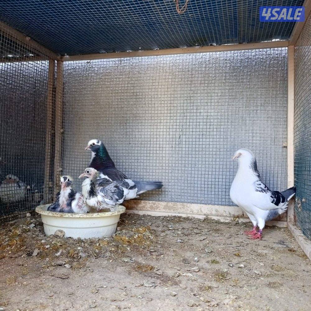 للبيع 16 زوج لاحم الوزان5